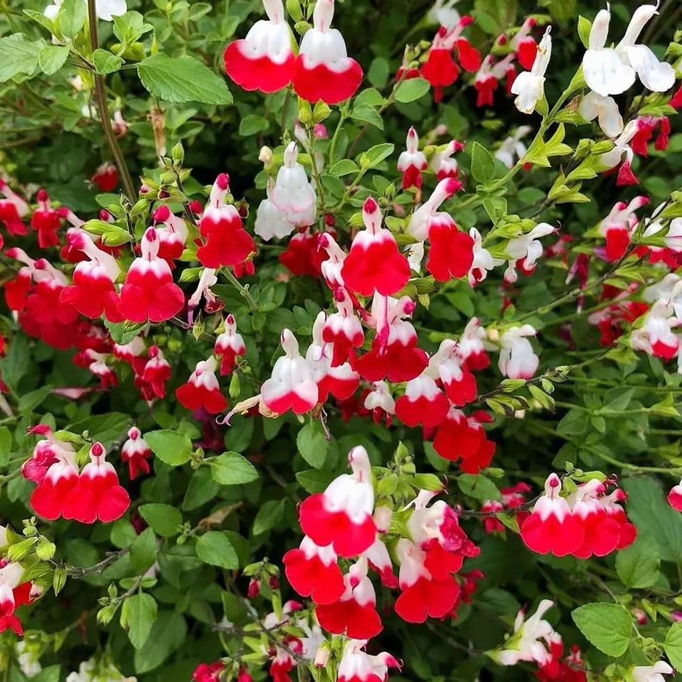 Semillas de salvia, Salvia greggii, semillas de aptas para las abejas cobertura del suelo jardín pradera mariposas exóticas resistentes al aire libre 500pcs
