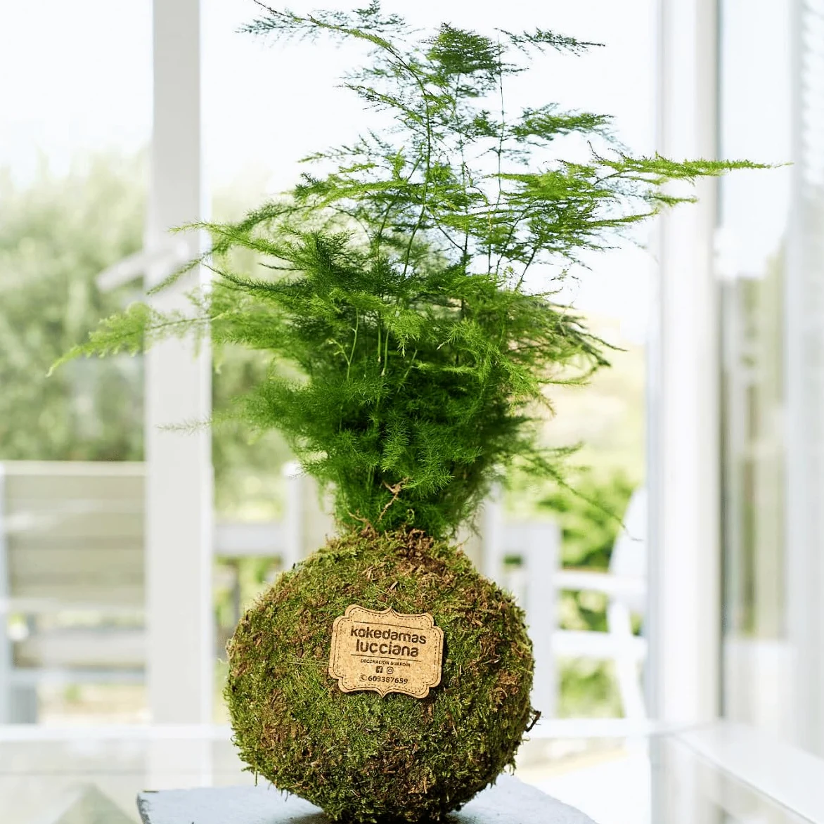 Kokedama Esparraguera Plumosa Natural - Planta Interior Bola de Musgo Vivo Decoración Hogar
