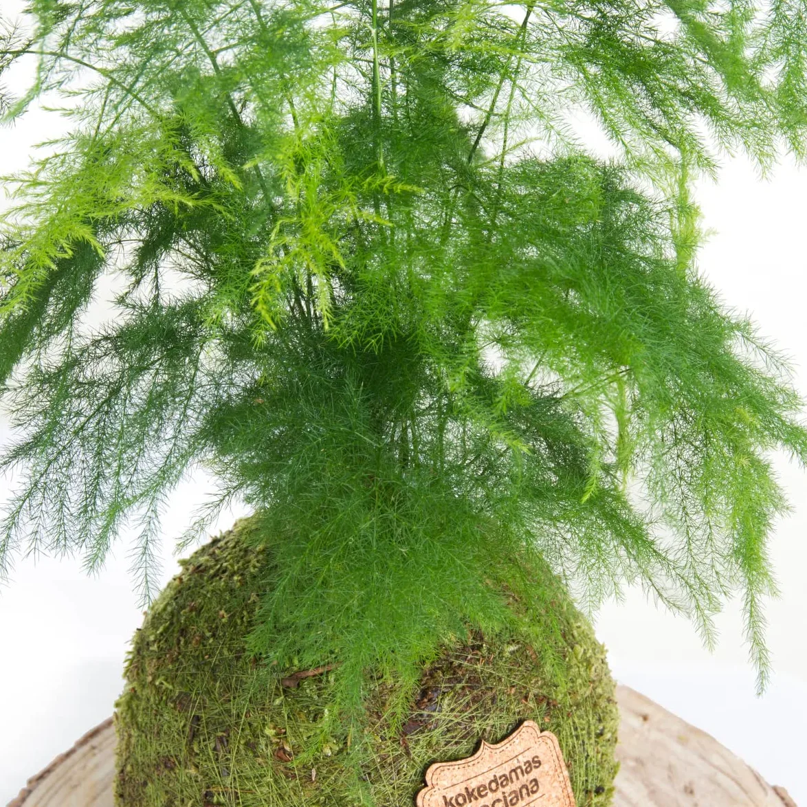 Kokedama Esparraguera Plumosa Natural - Planta Interior Bola de Musgo Vivo Decoración Hogar