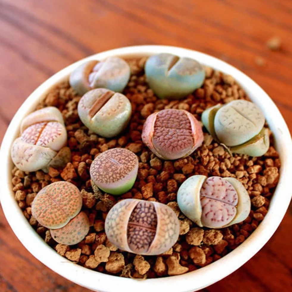 Generic Semillas de Lithops, 100 piezas Rare Mix Semillas de Lithops Piedras vivas Suculentas Cactus Semillas saludables a granel