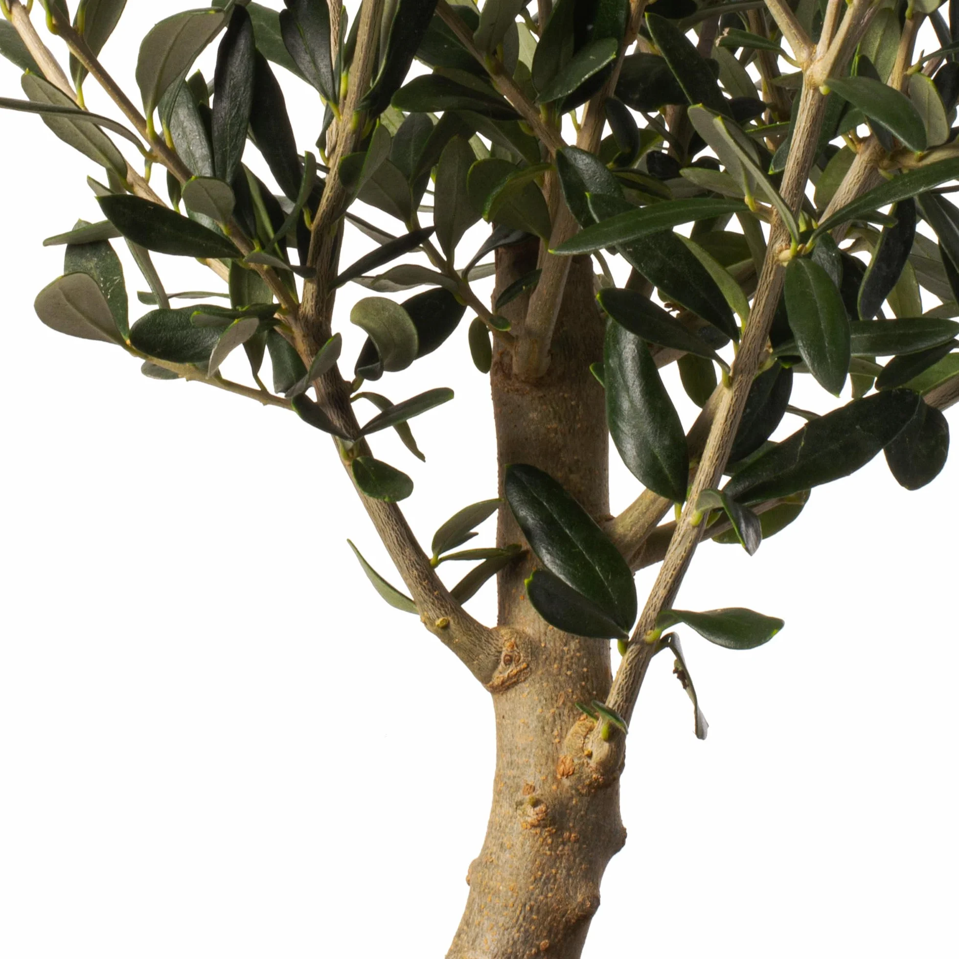 Olivo u Olea Europea | Planta natural ideal para exterior con altura 30-40 cm en maceta tipo tarrina 19ø | April Plants