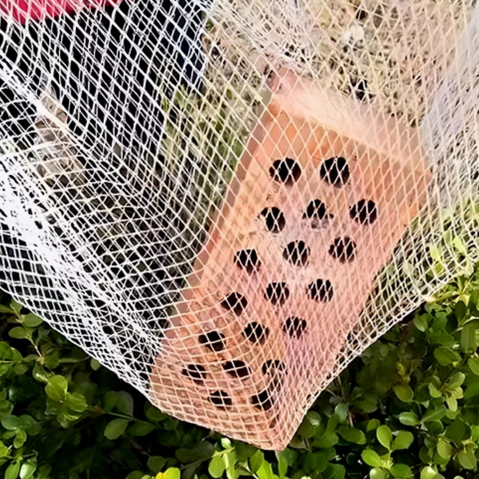 Malla Protectora contra Granizo para jardín, 6 m x 20 m, Malla de 5 mm, Cubierta Resistente para hortalizas, Frutas, Flores y Plantas. Escudo Resistente a desgarros contra daños por Granizo.