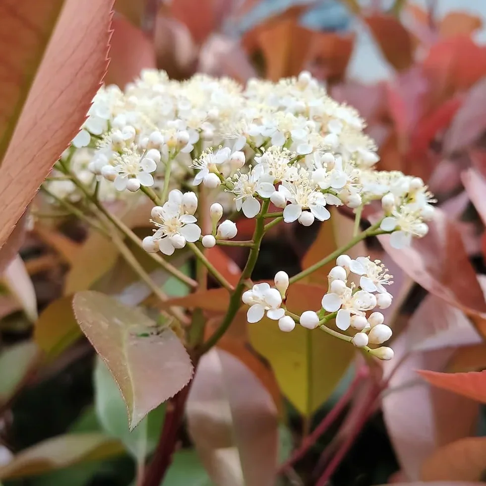 Semillas de photinia Red Robin, jardín, resistente, perenne para pleno sol interior, variedades tradicionales, 200pcs