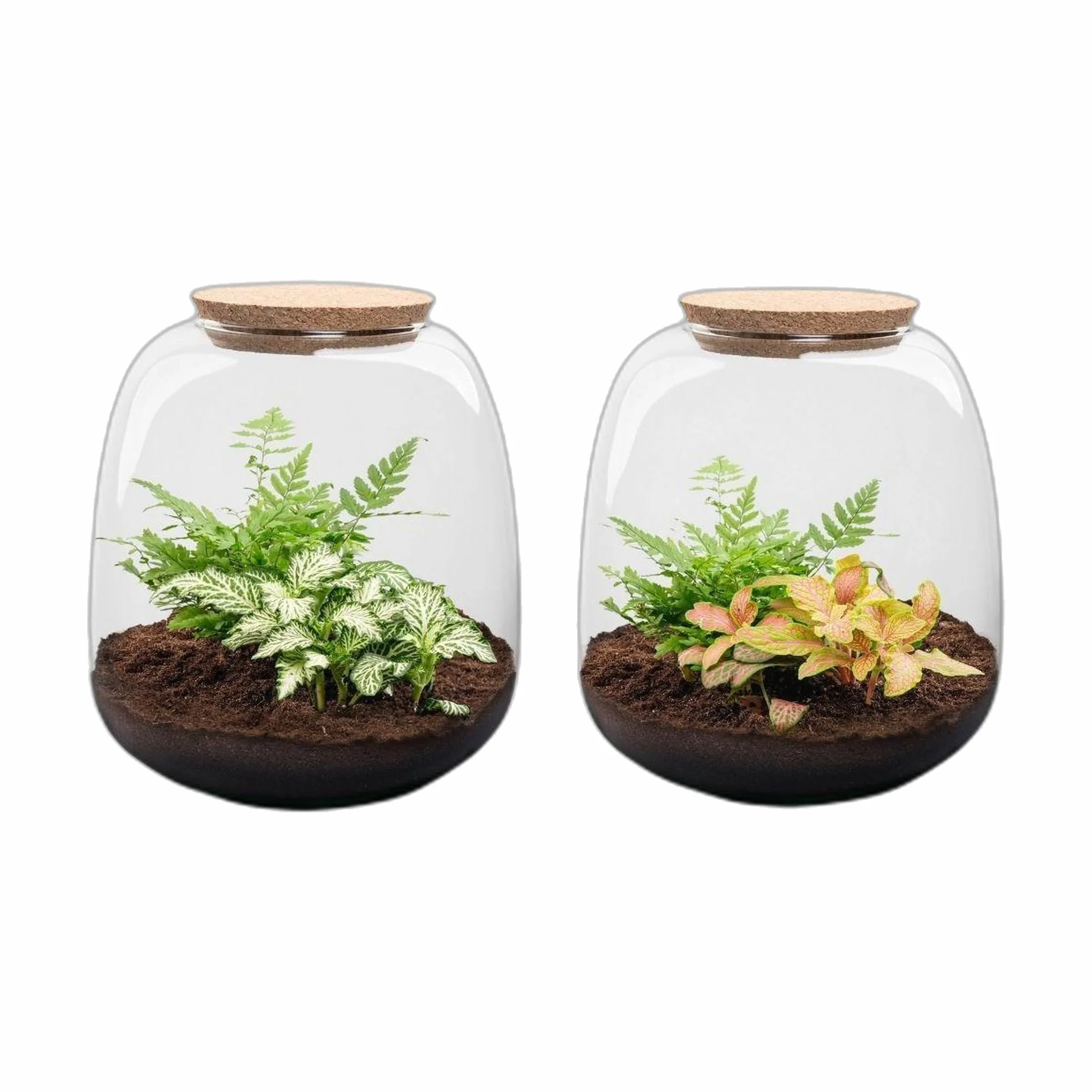 Terrario de Plantas de Cristal, Kit DIY de Interior, Verde, 20x19 cm