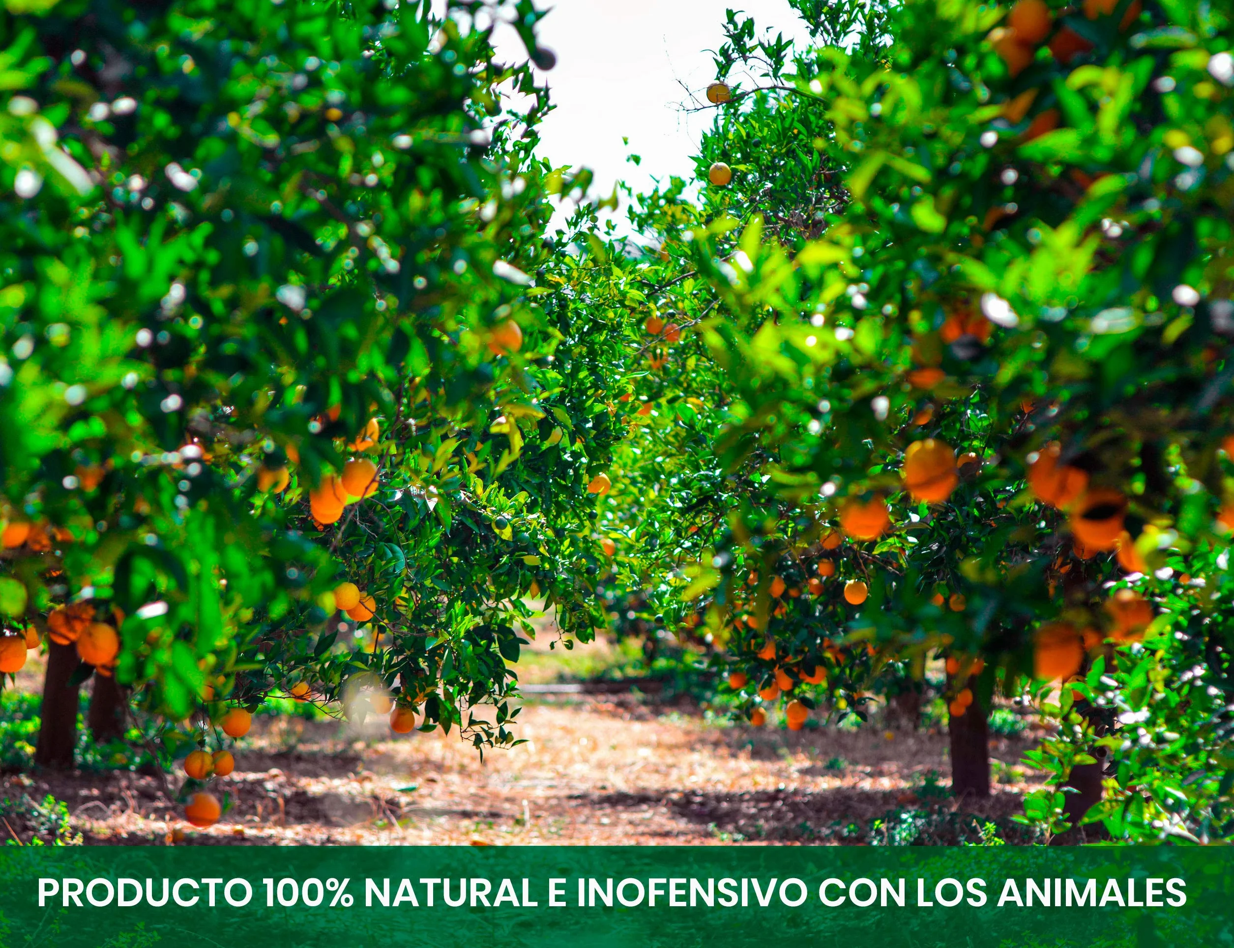 CULTIVERS Abono Cítricos Ecológico 5 kg. Fertilizante Origen 100% Orgánico y Natural Microgránulado. Mayor Rendimiento