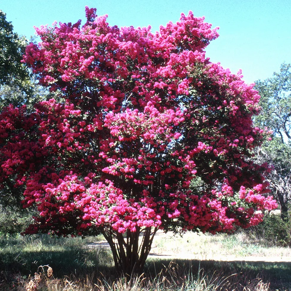 50 Semillas de Arbol de Jupiter (Lagerstroemia indica)