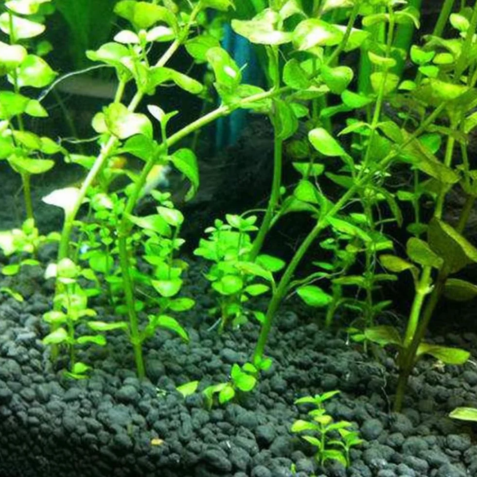 50 semillas de plantas de acuario, decoración de pecera de tortuga, hierba de agua