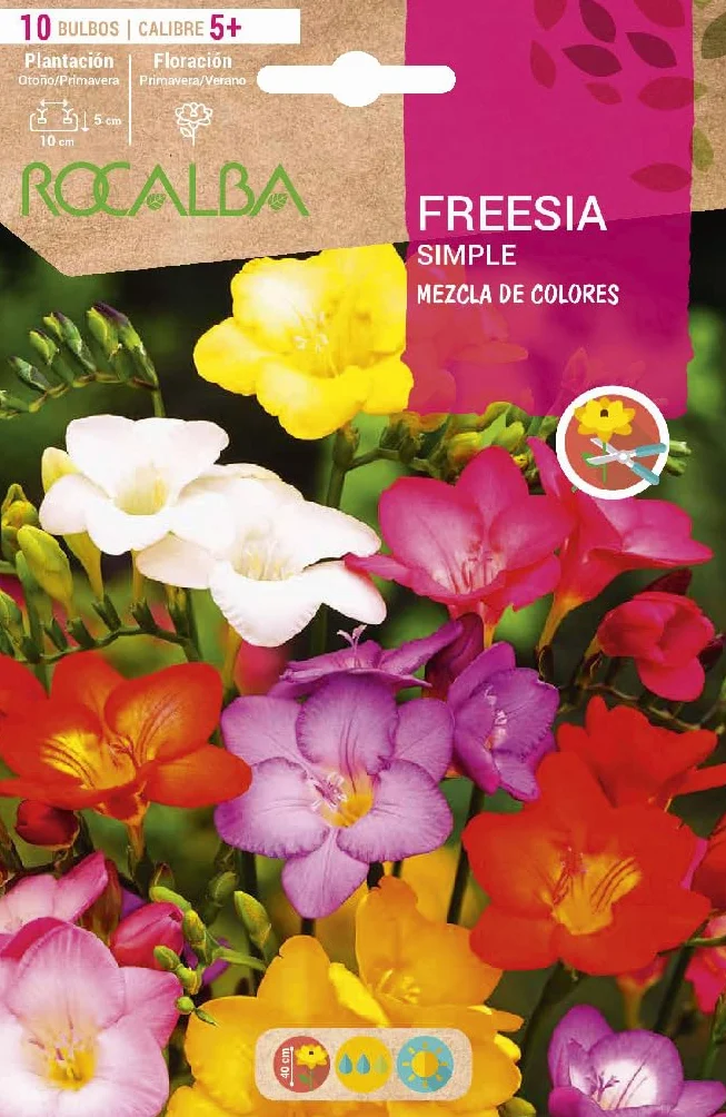 Bulbos de fresia variada (bolsa 10 bulbos)
