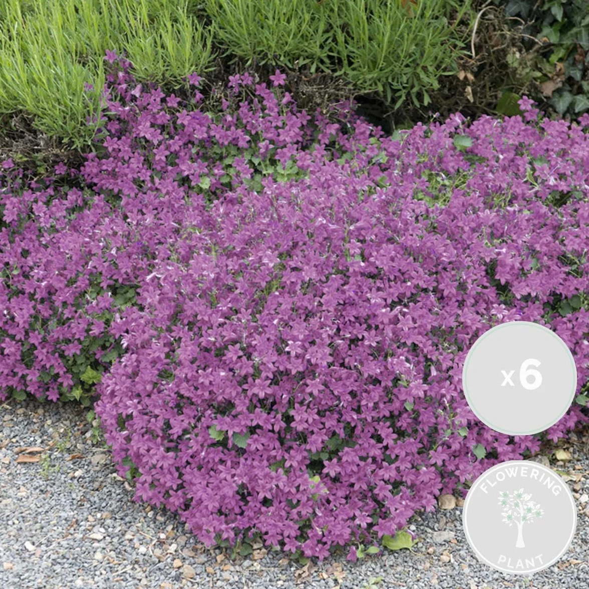 Bloomique - Set de 6 - Campanula ‘Ambella Pink’ - Campánula - Cubresuelos - Plantas de jardín - Resistente al frío - Apta para mascotas - Altura 10-20 cm - Maceta 10,5 cm