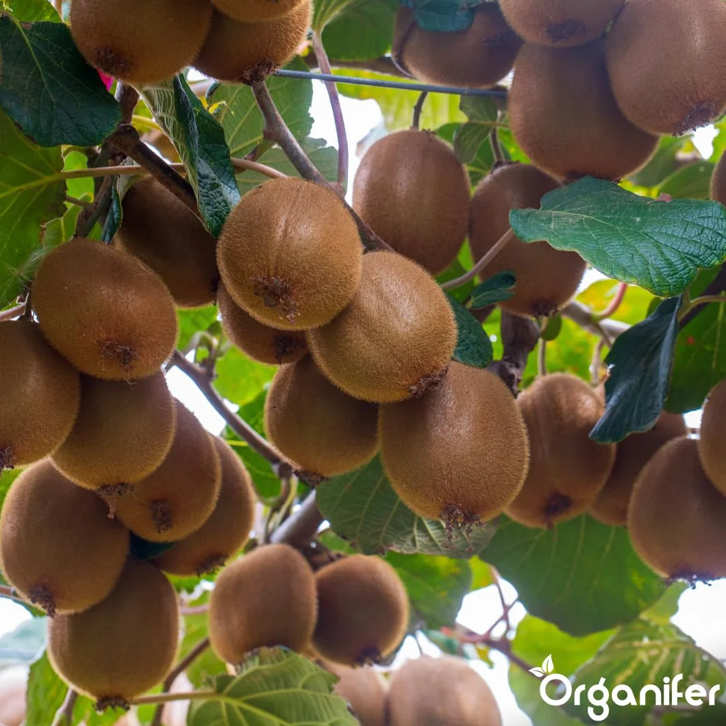 Fertilizante Líquido Orgánico 2x1L Para Kiwi – Favorece Hojas Lujosas Y Frutas Saludables – Organifer