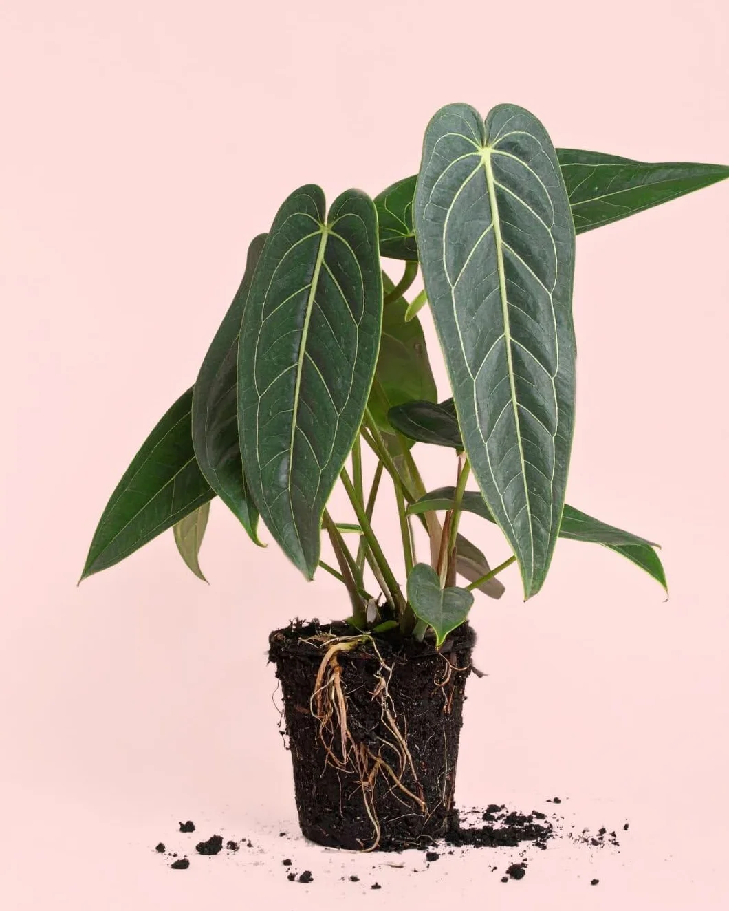 Anthurium Warocqueanum | Plantas Naturales Interior | Pur Plant