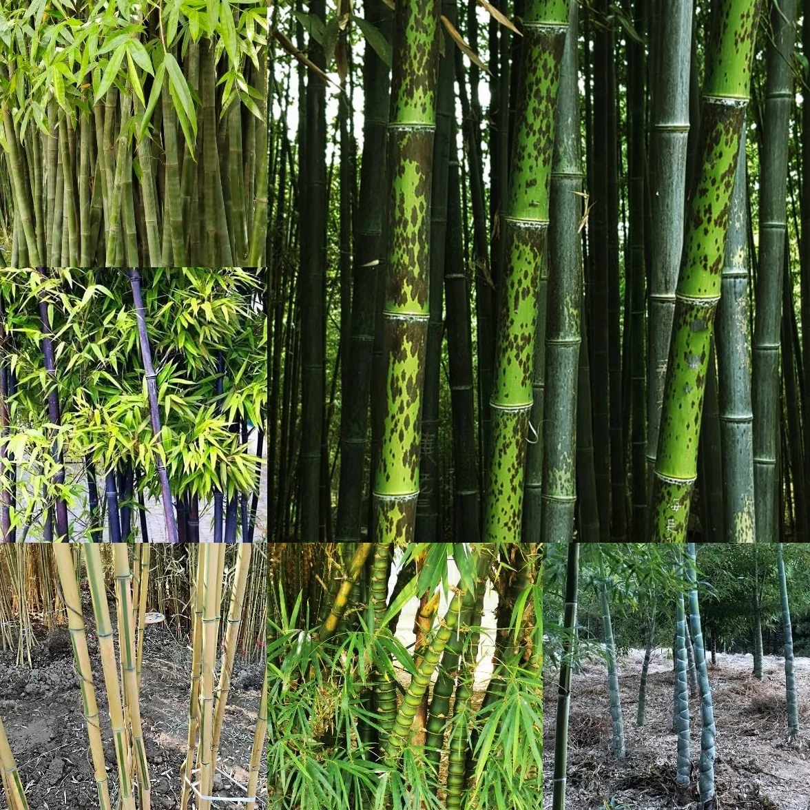 100 piezas Semillas de bambú resistentes Comprar árboles bonsais Semillas de bambú de rápido crecimiento. plantar semillas de jardín lo mejor de Cobertura del suelo perenne resistente