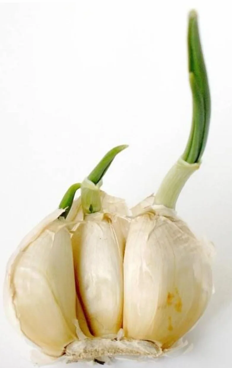 Antigerminativo fitoregulador Para patatas, ajos y cebolla 500 ml. Inhibidor sistémico de brotes en patata, cebolla y ajos.