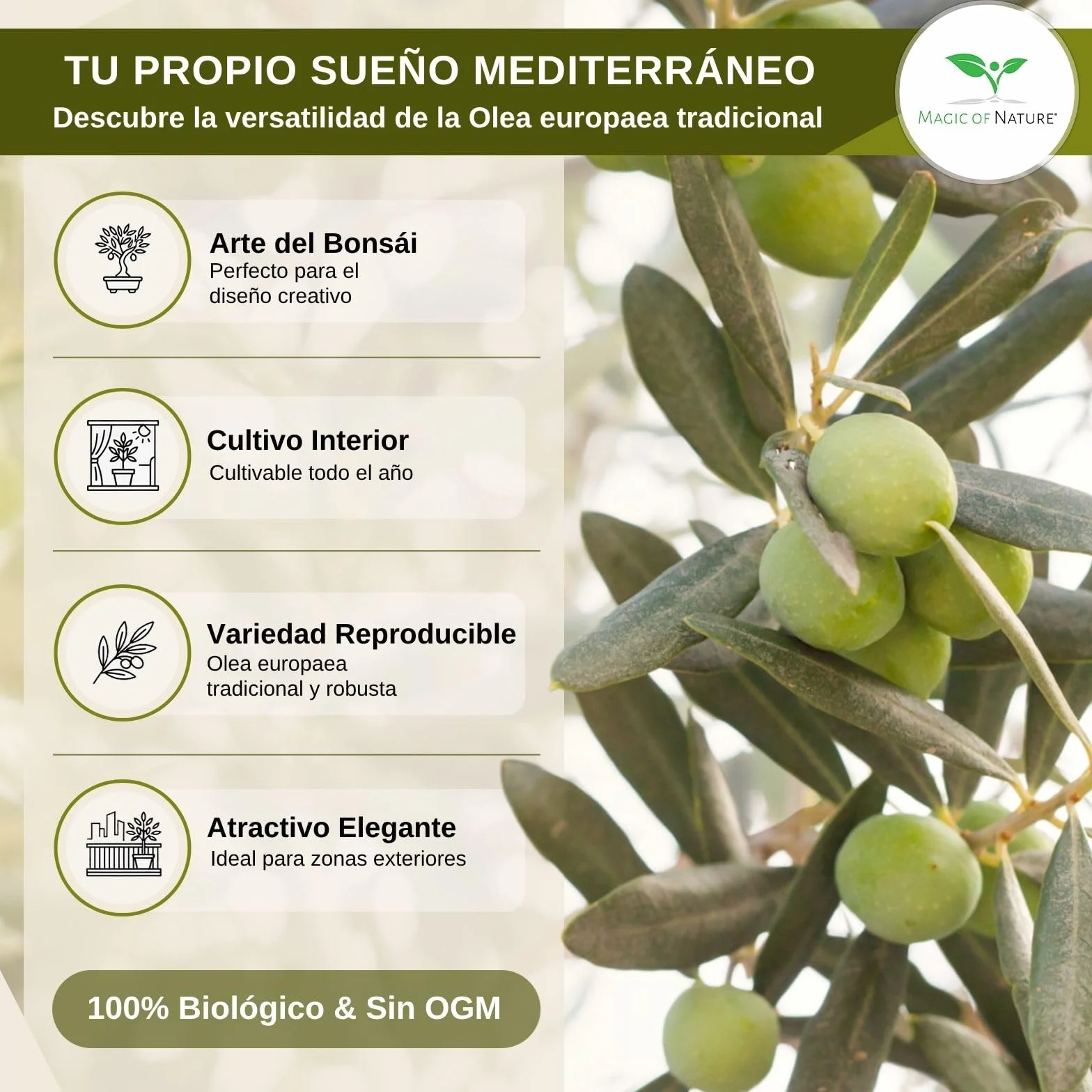 Magic of Nature Semillas de Olivo - 10 Ud. Olea europaea Olivo Mediterráneo para Jardín Balcón & Bonsái - Huesos de Árbol de Aceite Reales