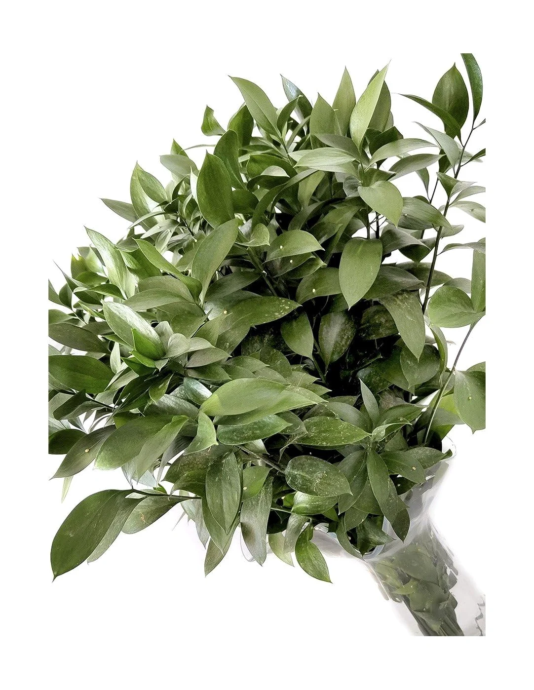 JARDIN202 - Ruscus | Flor Natural | Ramo de 50 tallos | Verde | 80cm de alto