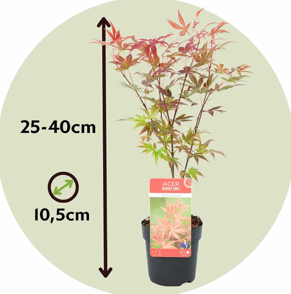 Plant in a Box - Arces japoneses resistentes al invierno - Set de 4 - Acer palmatum 'Atropurpureum', 'Going Green', 'Orange Dream', 'Butterfly' - Maceta 10,5cm - Altura 25-40cm
