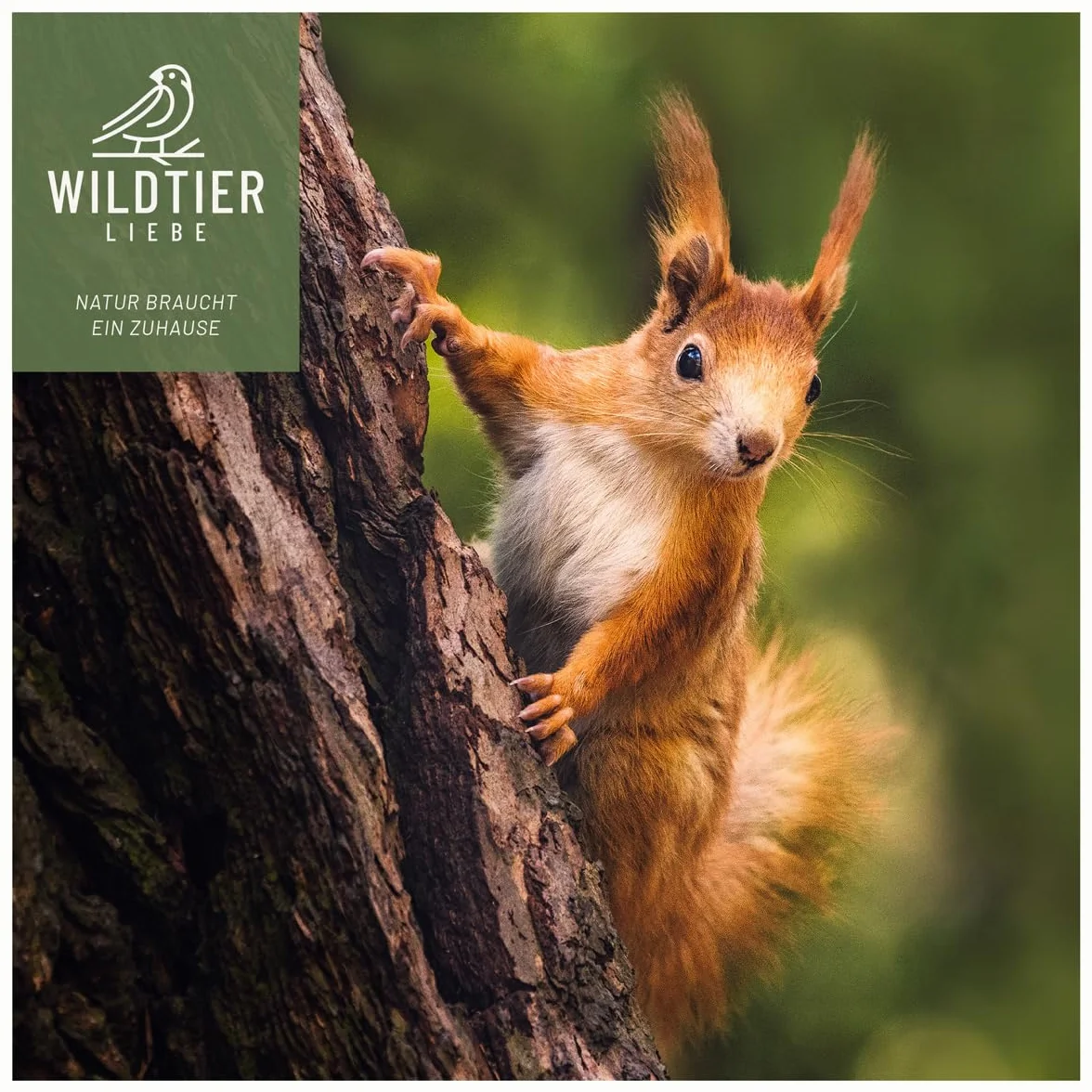 wildtierliebe Casa de juegos de ardilla resistente a la intemperie, comedero de madera maciza atornillada, 100 % resistente a la intemperie, estación de alimentación para alimentar a ardillas,