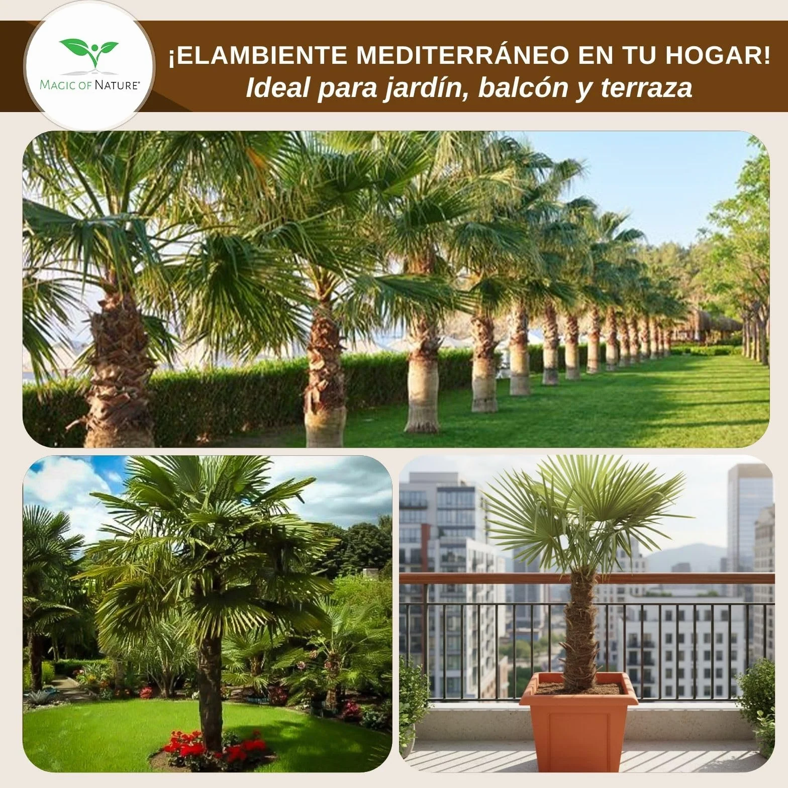 Magic of Nature Palmera de la Fortuna 10 Semillas - Trachycarpus fortunei - Palmito Elevado hasta -17°C - Semillas de Palma para Jardín