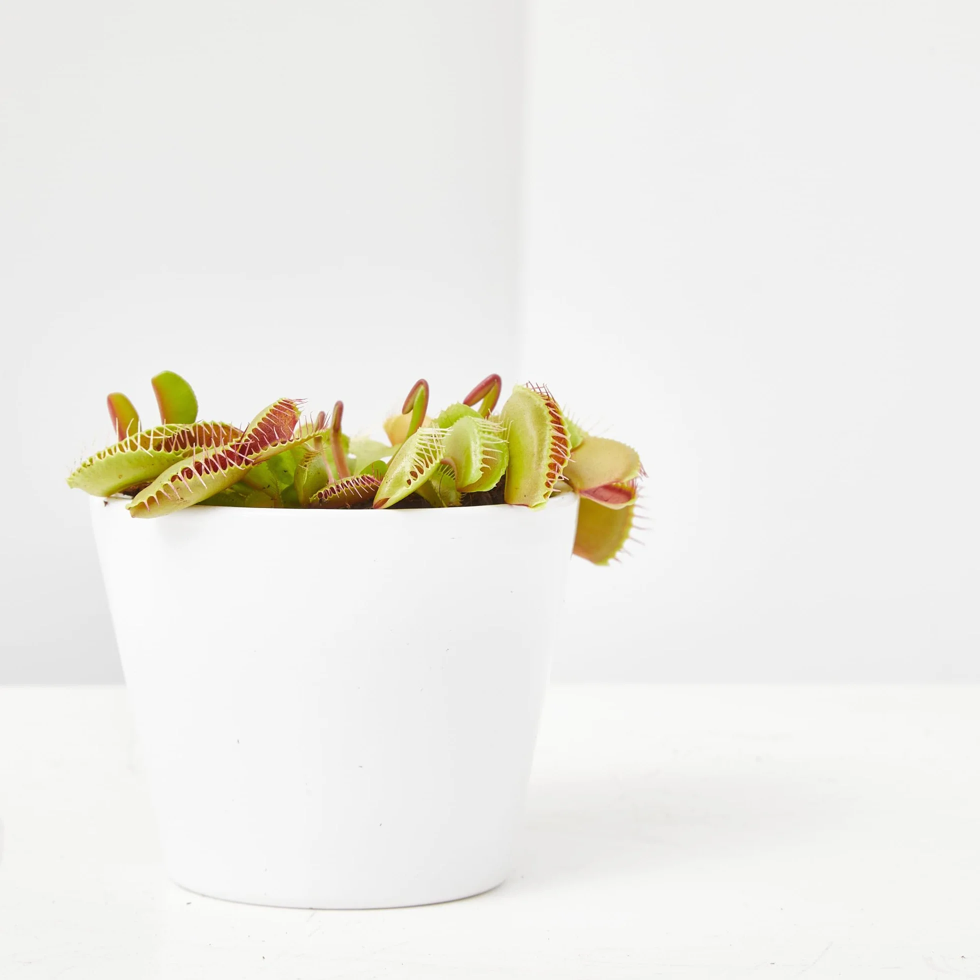 Verdecora Planta Carnívora Dionaea Muscipula + Abono Hidratante Plantas Carnívoras | Venus Atrapamoscas | Planta Insectívora de interior (Maceta Ø9cm)