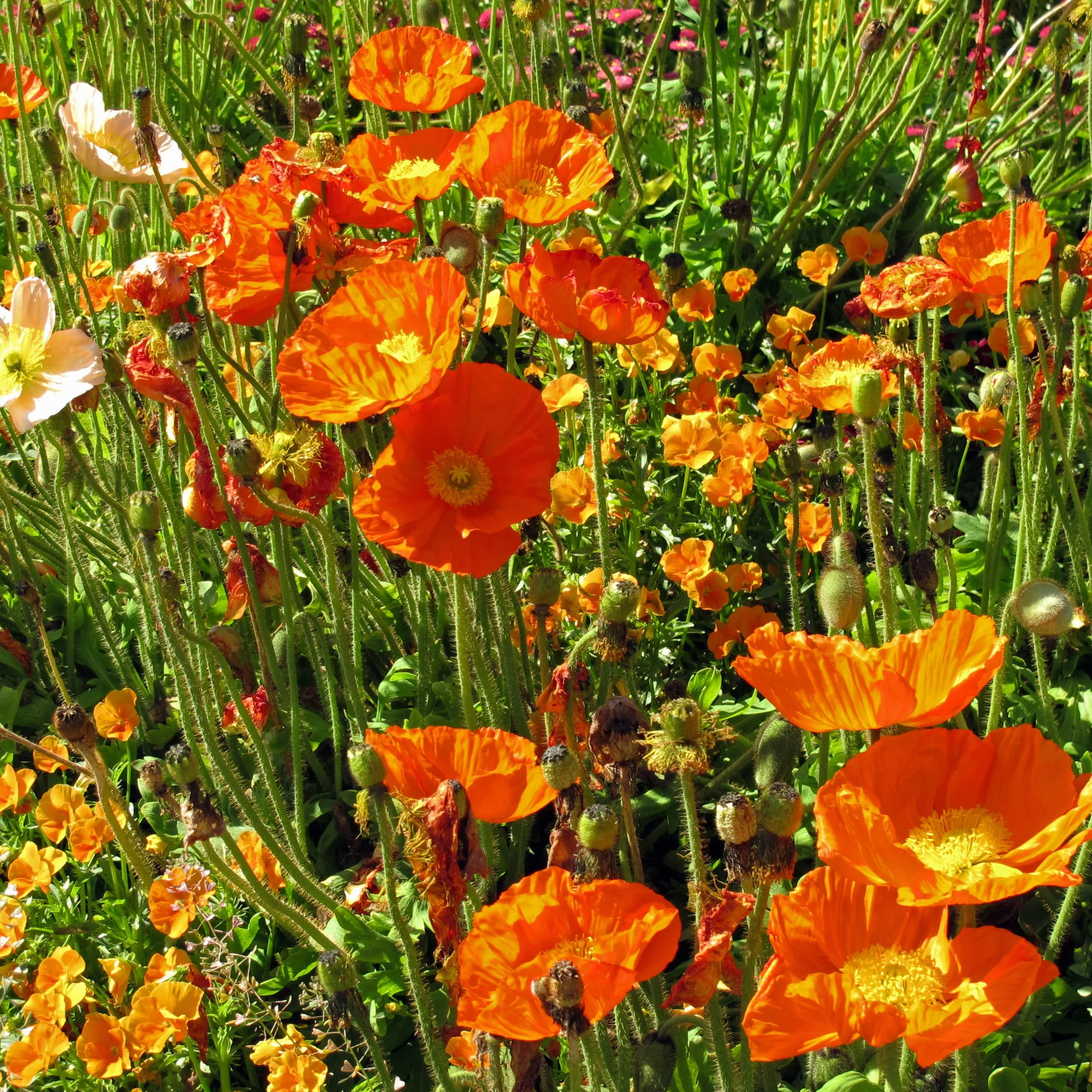 Amapola de Islandia (Papaver nudicaule) aprox. 1200 semillas del arbusto bienal a perenne para el jardín