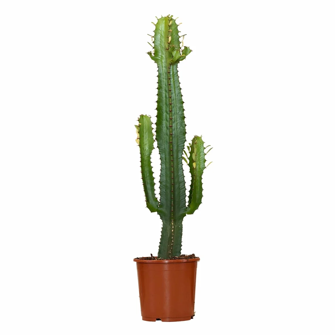 Bloomique - Euphorbia acrurensis - Lechetrezna / “Cowboy cactus” - Planta de cactus - Planta de interior - Altura 60-70 cm - Maceta 17 cm