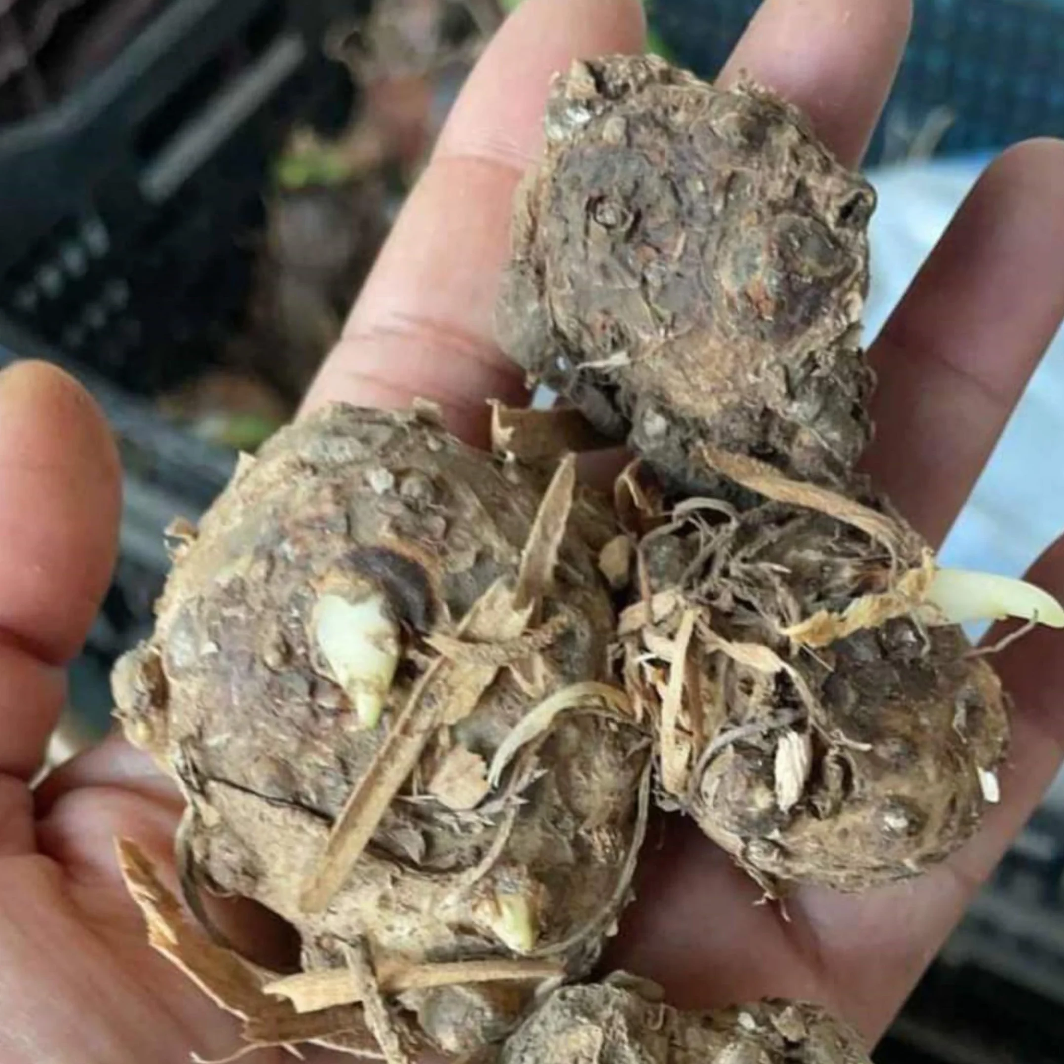 Los bulbos de cala son fáciles de cultivar, perennes y fáciles de mantener para balcones y jardines.-2bulbos-A