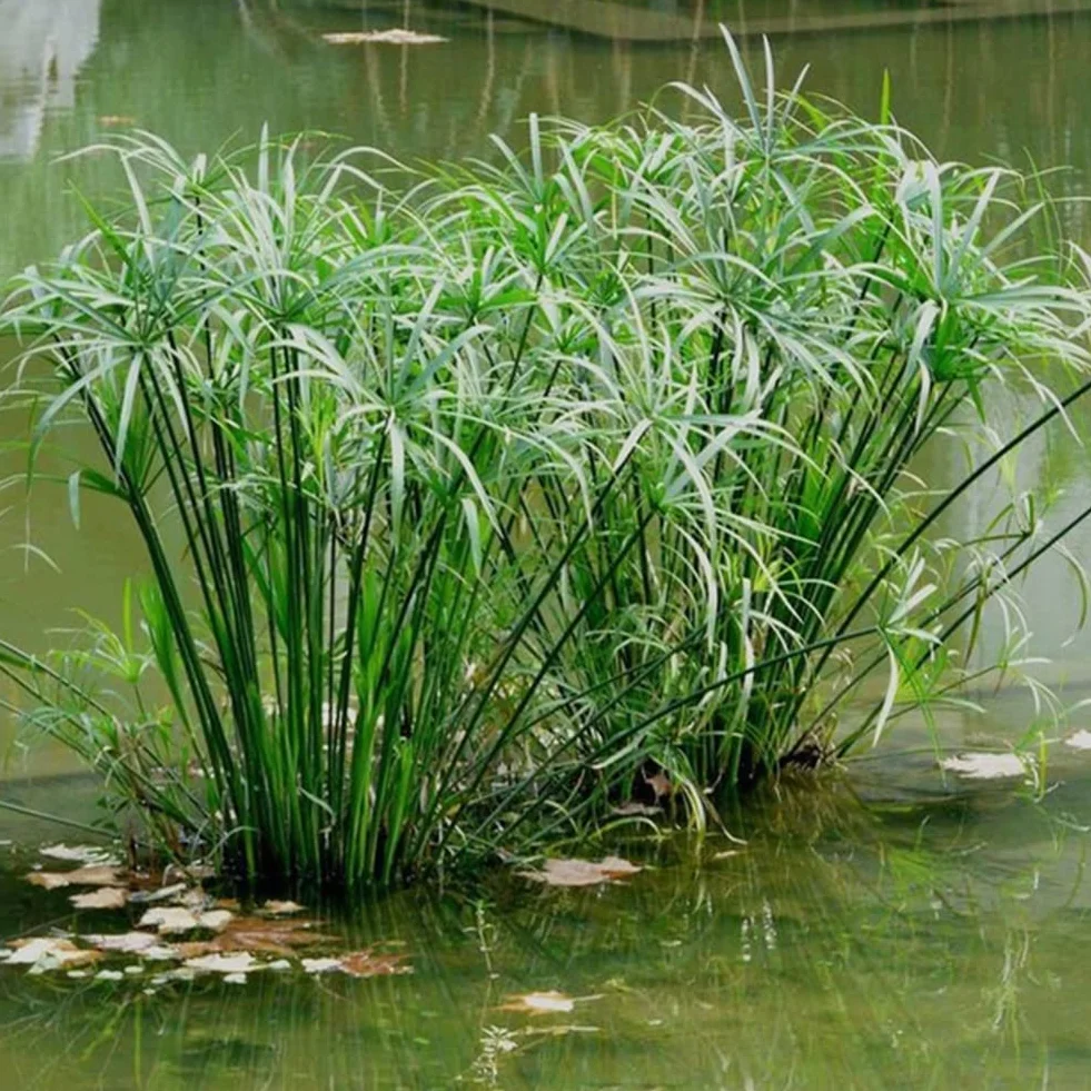 Haloppe 30 Unids Cyperus Alternifolius Flores Plantas Semillas para la Plantación de Jardín en el Hogar, Cyperus Alternifolius Semillas Planta de Agua Semi-acuática Estanque Jardín Decoración Se