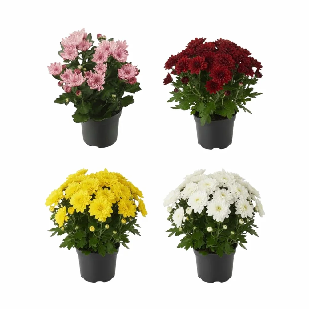 Cuatro Crisantemos Naturales en Maceta DECOALIVE | Edición Espacios con Vida Pack de 4 Plantas para Interior y Exterior