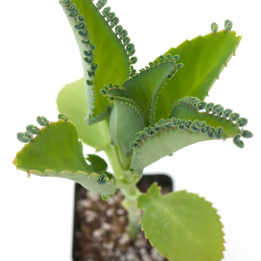 Kalanchoe Daigremontiana Planta Saludable Dale a tu Hogar un Toque de Frescura y Salud