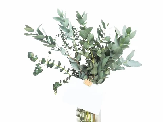 Ramo de Eucalyptus Preservado para Ocasiones Remarcables Ramo Duradero Bien Conservado