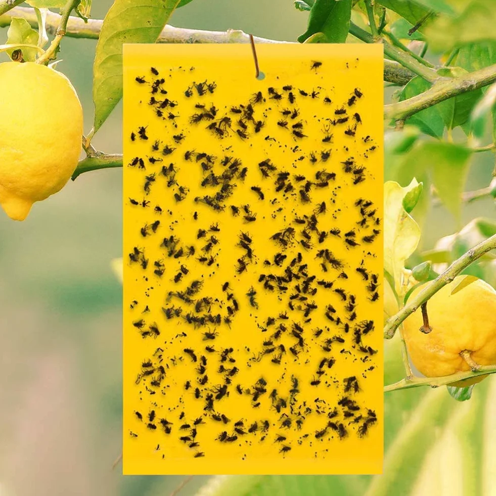 Sunshine smile 40 Piezas Trampa Moscas, Pegatinas Adhesivas de Papel de Mosca Amarillas, atrapamoscas para Plantas, Trampas de Mosca pegajosas (40-Amarillo)