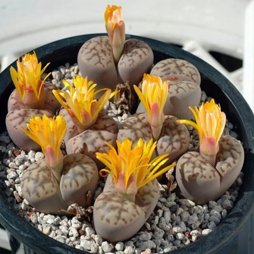 100 piezas de mezcla rara de semillas de Lithops, piedras vivas, cactus suculentos, semillas a granel saludables, fáciles de cultivar en interiores y exteriores. Regalos navideños de jardin