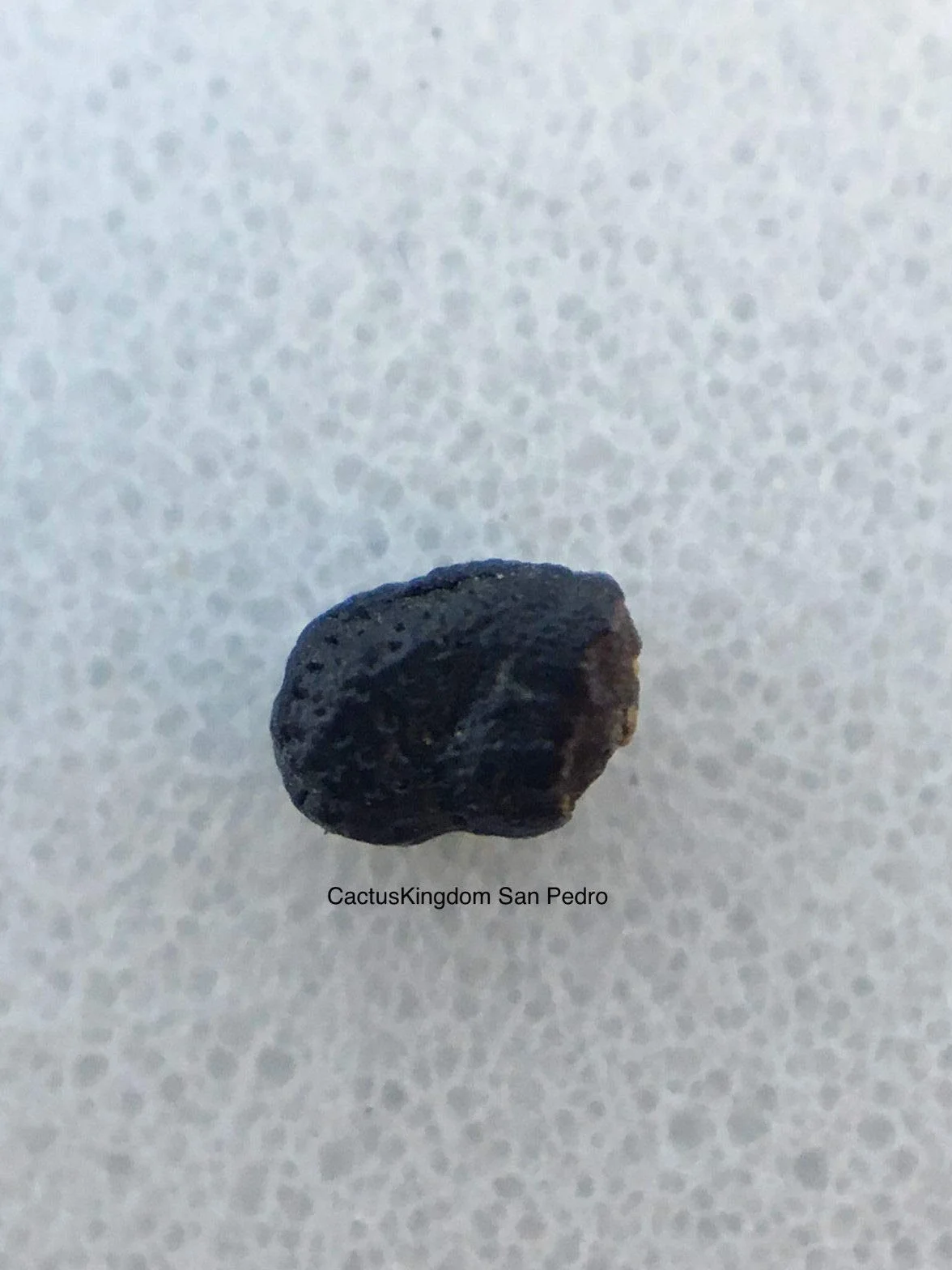 Portal Cool Las semillas del paquete: 20: semillas de cactus San Pedro (Trichocereus Pachanoi Cactus) Syn. Echnopsis Pachanoi