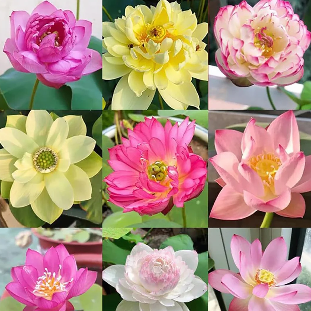 Semillas de loto, semillas de loto de cuenco acu??tico, plantas hidrop??nicas de colores mixtos que son f??ciles de vivir en todas las estaciones