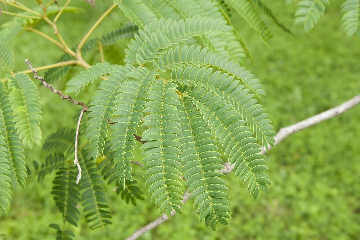 20 Semillas de Acacia de Constantinopla (Albizia Julibrissin) - Árbol Ornamental de Flores Rosadas