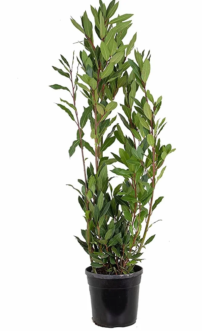 Laurel Árbol de Exterior Perfecto para Jardines