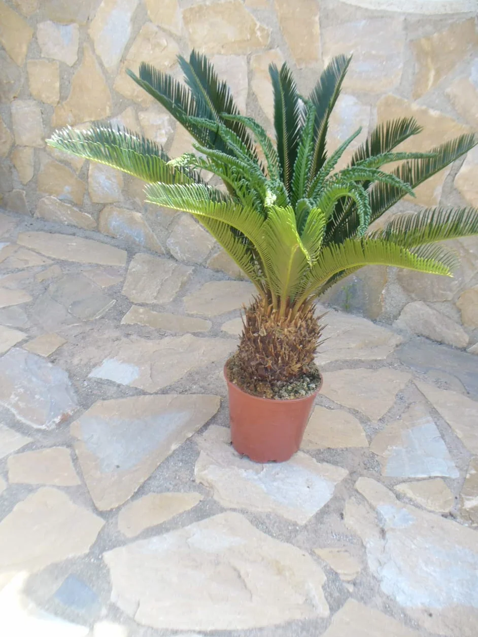 Cyca revoluta, planta grande, aprox. 75 – 85 cm (total) de alto y ancho, corona llamativa
