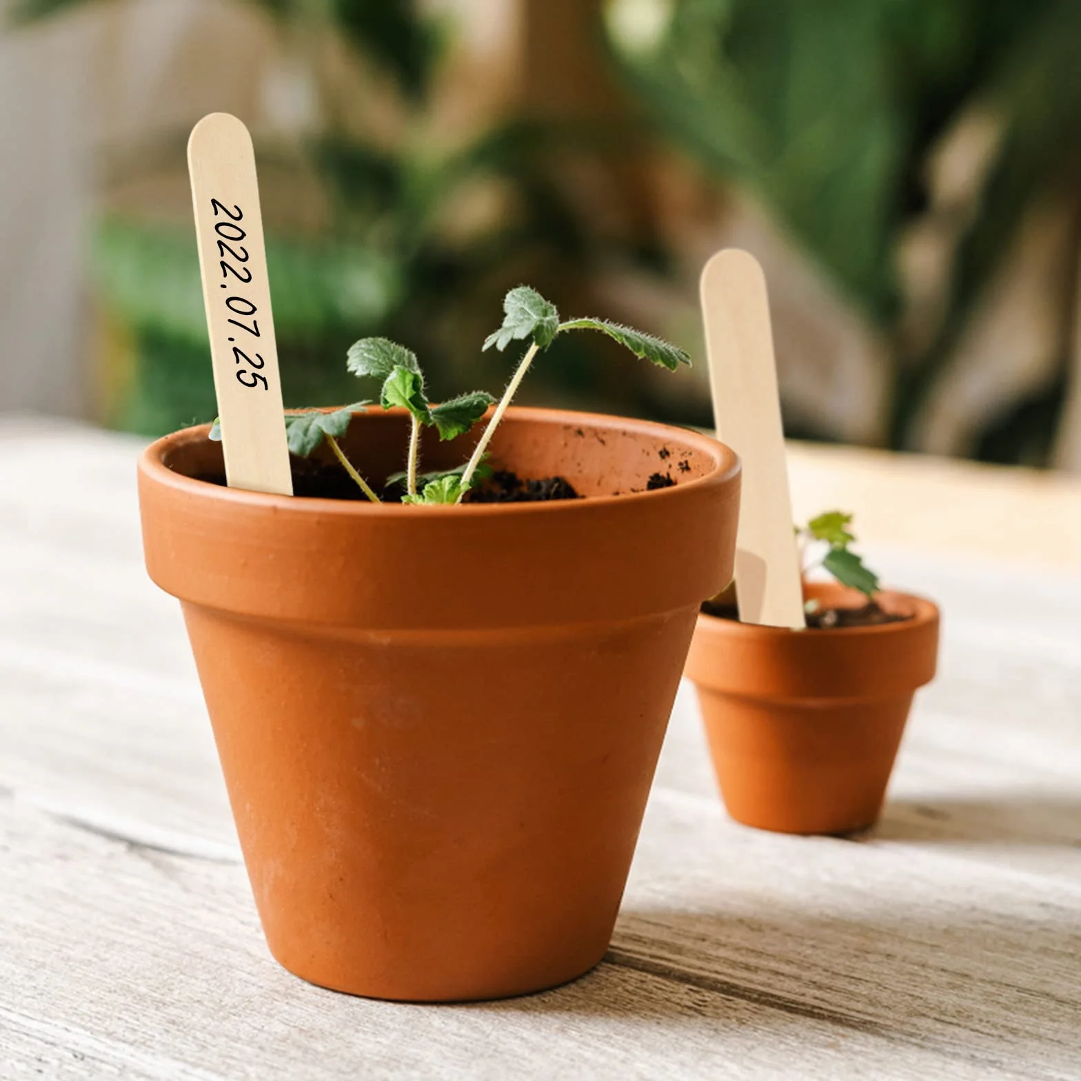 KINGLAKE 100 etiqueta de planta de madera 15x1,6 cm etiqueta de jardín natural palo de madera para manualidades hecho en casa