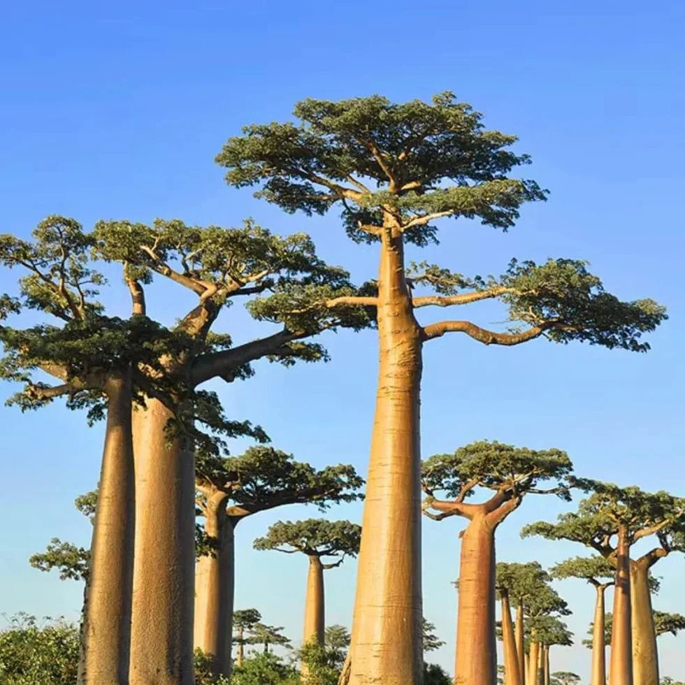 semillas de baobab - baobab - semillas orgánicas variedades antiguas, crecimiento ción exóticas 10pcs