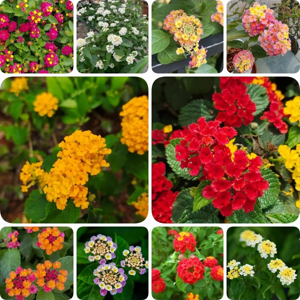 Semillas de lantana - semillas de silvestres resistentes para el jardín de balcón resistentes 550pcs