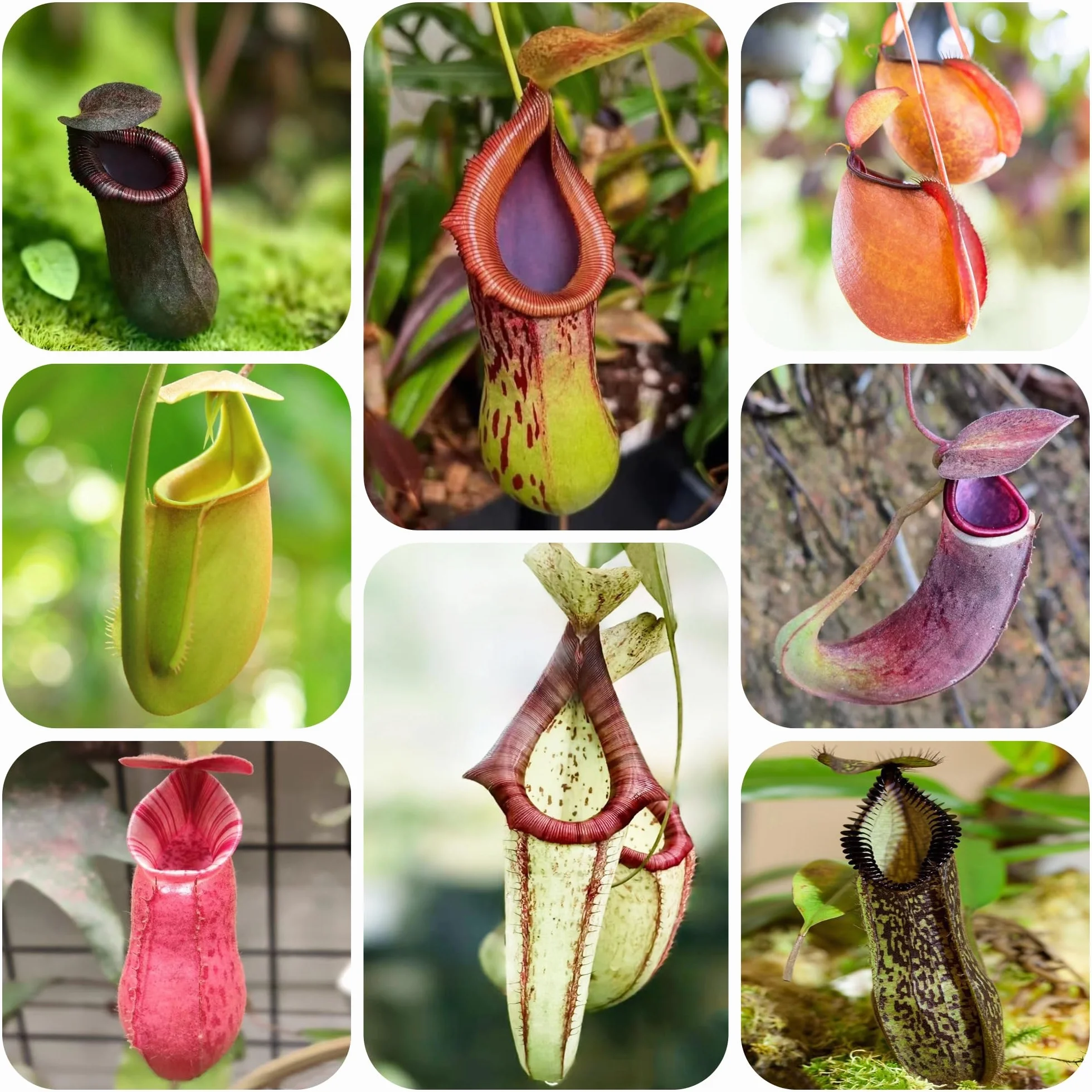 carnívora Nepenthes Decoraciones de jardín raras exteriores Carnívoro colgantes, decorativas balcones. de oficina hoja perenne jardín perennes 200semillas