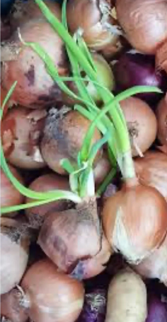 Antigerminativo fitoregulador Para patatas, ajos y cebolla 500 ml. Inhibidor sistémico de brotes en patata, cebolla y ajos.