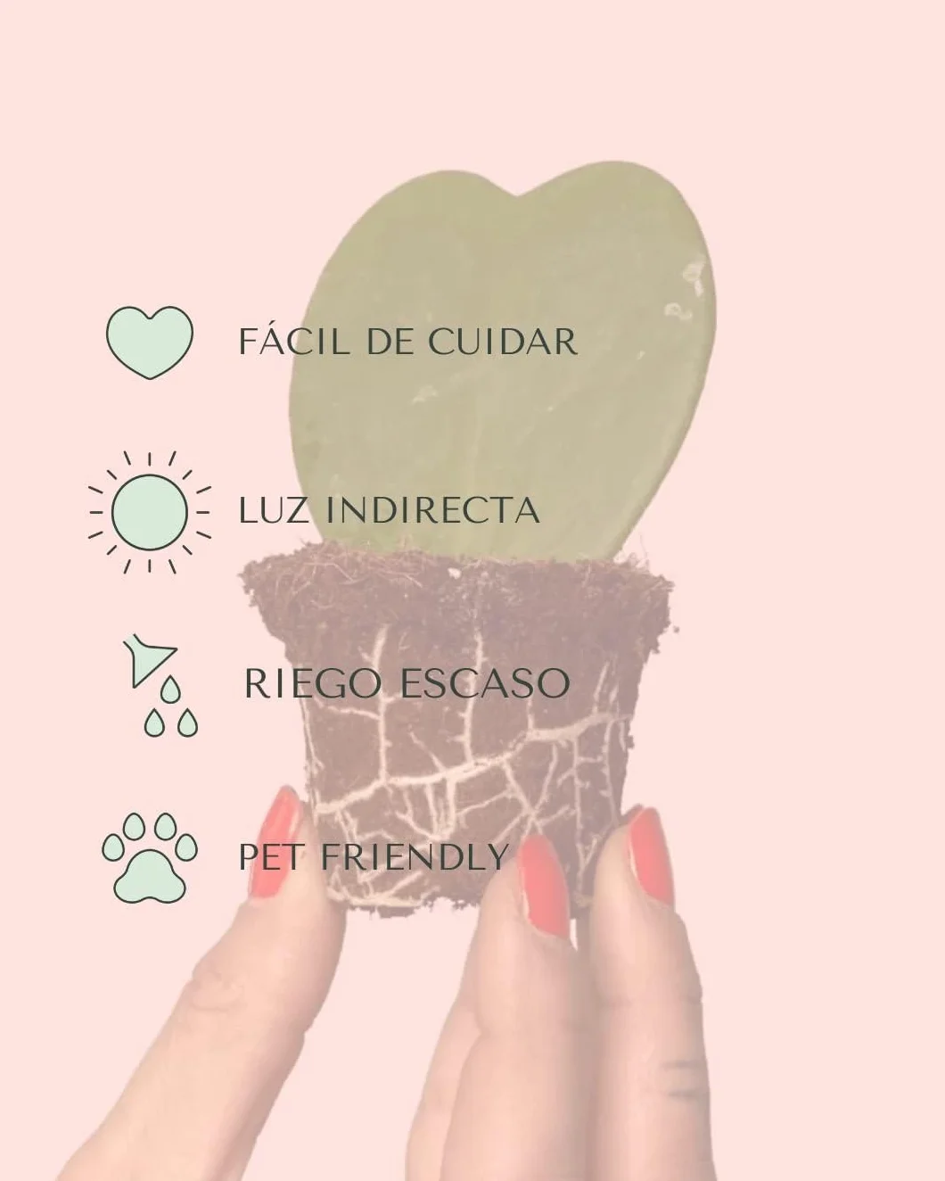 PUR PLANT Hoya Kerrii Mini | Planta Corazón Natural Pet Friendly | Planta de Interior Decorativa | Maceta de Ø6 cm
