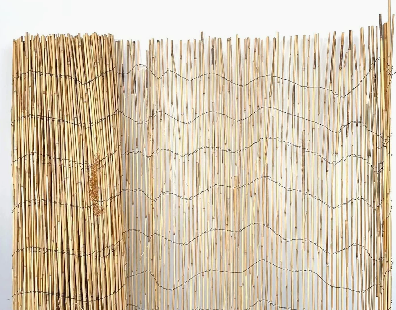 Mugar- Bambú Fino Natural en Rollos de 3 y 5 Metros - Vallas de Ocultación Naturales para Jardín- Varias Alturas (2 x 3 metros)