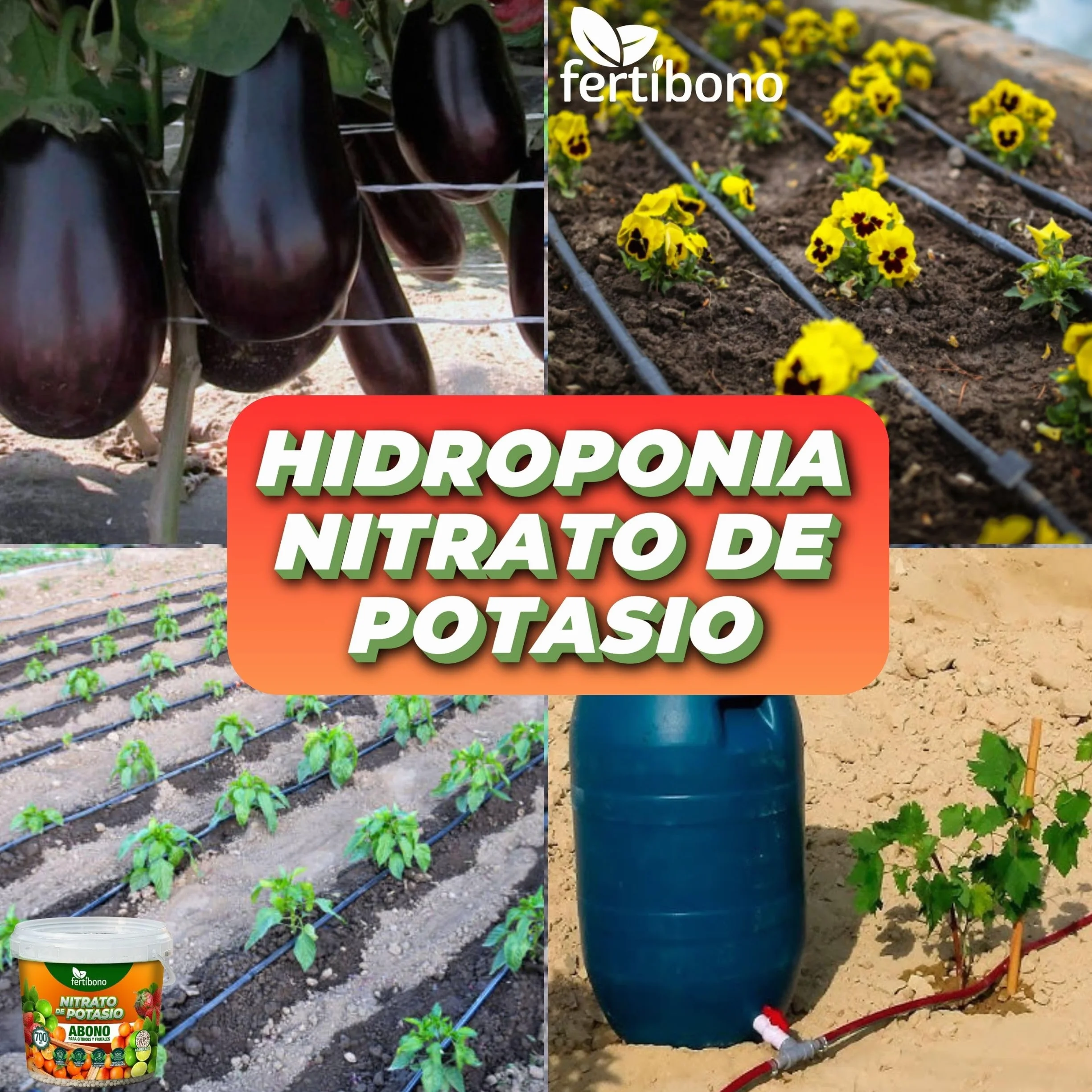 FERTIBONO Nitrato de potasio,Puro (KNO3) 13-00-46, Aumenta el Tamaño y la Calidad de la Fruta, los Azúcares y el Rendimiento de los Cítricos (700 Kg)