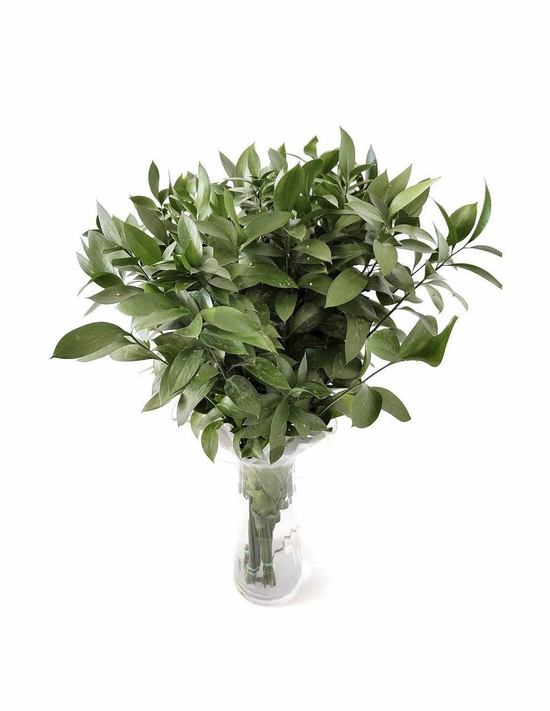 JARDIN202 - Ruscus | Flor Natural | Ramo de 50 tallos | Verde | 80cm de alto