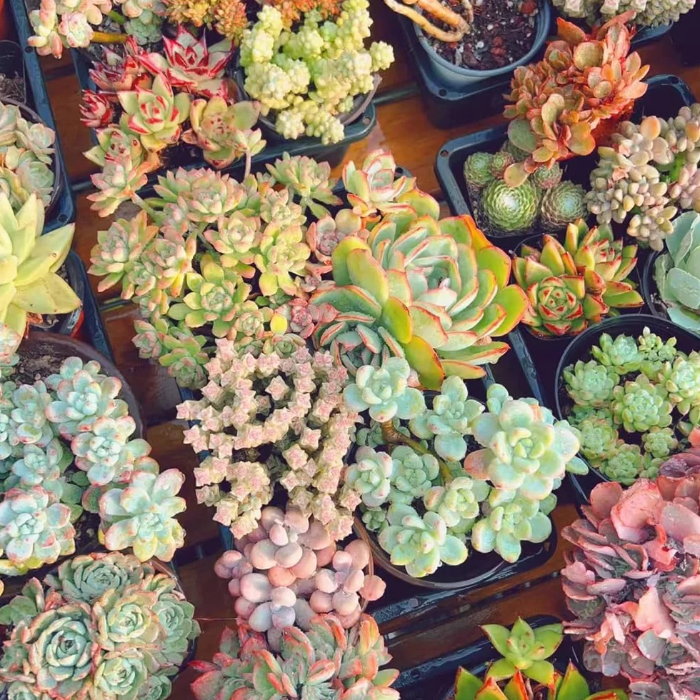 Semillas de suculentas, semillas exóticas, semillas para el invernadero del balcón 250pcs