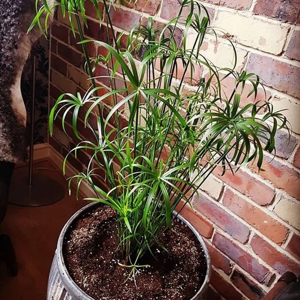 Haloppe 30 Unids Cyperus Alternifolius Flores Plantas Semillas para la Plantación de Jardín en el Hogar, Cyperus Alternifolius Semillas Planta de Agua Semi-acuática Estanque Jardín Decoración Se