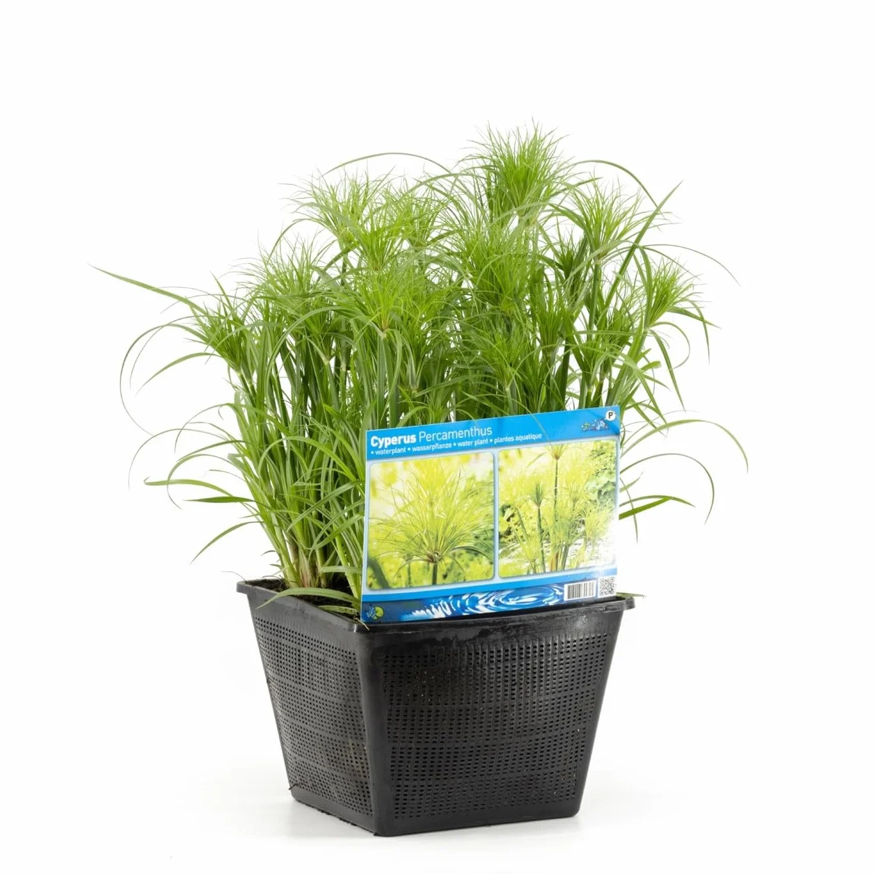 Papiro Egipcio Natural la Joya de tu Estanque - Planta Acuática de Lujo
