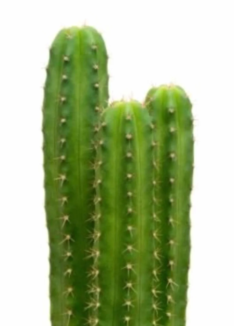 20 Semillas Cactus San Pedro Trichocereus Pachanoi Planta Decorativa Ceremonial